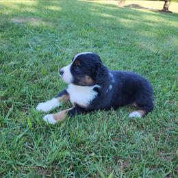 Daisy Duke - Black tri-color female Australian Shepherd puppy in Blairsville, Georgia from Georgia Peach Aussies