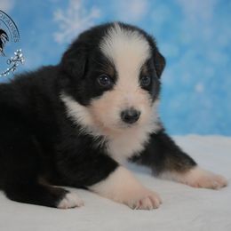 Zayn - Black tri-color male Australian Shepherd puppy in Fultonville, New York from Sandy Aussies & Pomeranians