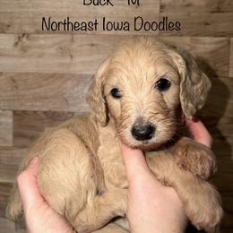 Buck - Cream male Goldendoodle puppy in Cedar Falls, Iowa from Northeast Iowa Doodles