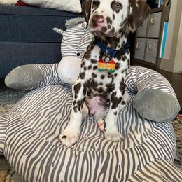 Dalmatian Puppies from Sublime Dalmatians
