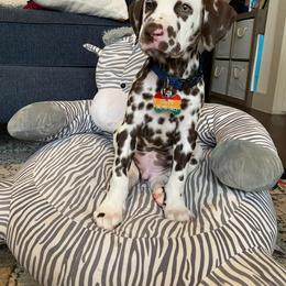 Dalmatian Puppies from Sublime Dalmatians