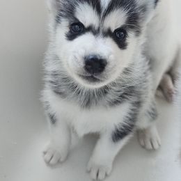 Pomsky Puppies from Peoria Pomskies