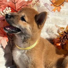 Shayla - Red female Shiba Inu puppy in Elizabeth, New Jersey from Shiba Inu Loving Care