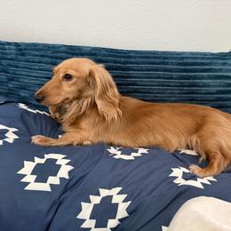 Dachshund puppies from Barnes’ Doxies