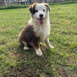 Tally Red Tri Female - Red tri-color female Miniature American Shepherd puppy in Elmore City, Oklahoma from Rikashay Kennels