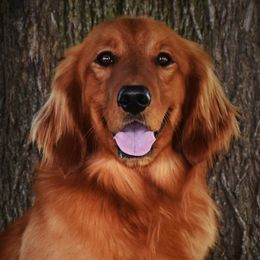 Goldendoodles, Golden Retrievers, Irish Doodles, Irish Setters, and Poodles from Toodles Goldendoodles
