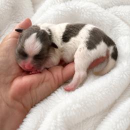 Cannon - Blue and white male Shih Tzu puppy in Tallahassee, Florida from Bows and Bow Ties