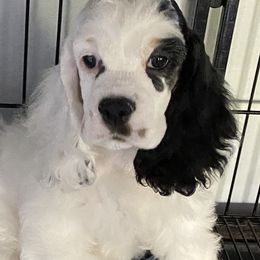 Cocker Spaniel Puppies from Lomapoint Cockers