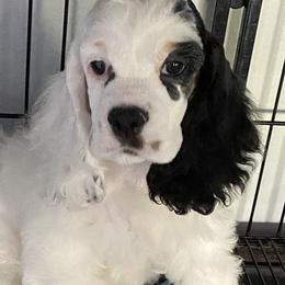 Cocker Spaniel Puppies from Lomapoint Cockers