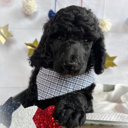 Caspian - Black male Poodle puppy in Detroit Lakes, Minnesota from Pickerel Pups