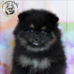 Bowie - Black and tan male Pomeranian puppy in Fultonville, New York from Sandy Aussies & Pomeranians