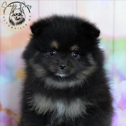Bowie - Black and tan male Pomeranian puppy in Fultonville, New York from Sandy Aussies & Pomeranians