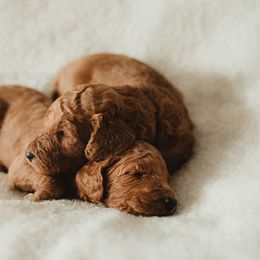 Poodle Puppies from Peterson Poodles