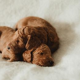 Poodle Puppies from Peterson Poodles