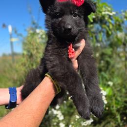 Rigatoni - Black female German Shepherd puppy in Fort Jennings, Ohio from Von Holtzapple German shepherds