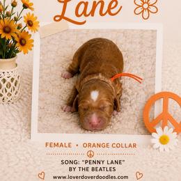 Penny Lane - Apricot female Goldendoodle puppy in Frostproof, Florida from Lover Dover Doodles