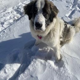 Pyrenean Mastiff All Grown Up from Bella Dulce