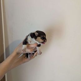 Pembroke Welsh Corgi Puppies from Mount Garfield Corgis