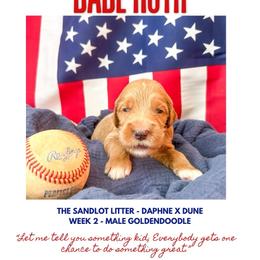 Babe Ruth - Apricot male Goldendoodle puppy in Marietta, Georgia from Reece + Co Doodles & Poodles