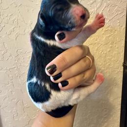 Girl 1 - Black and white female Bernedoodle puppy in Marlow, Oklahoma from Crider’s Critters
