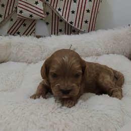 Stitch Baby Blue - Apricot male Cavapoo puppy in Casa Grande, Arizona from Curls and Camo Pups