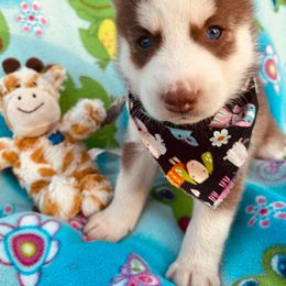 Siberian Husky Puppies from Siberian Huskies-Beckham the Great