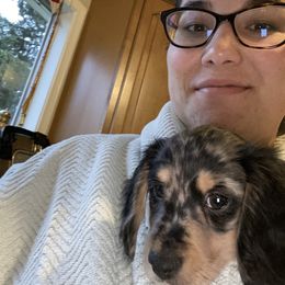 Dachshund Puppies from Long Dog Farm