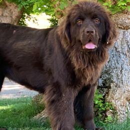 Newfoundlands from Mount Olympus Newfies