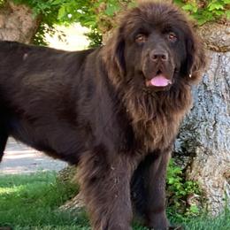 Newfoundlands from Mount Olympus Newfies