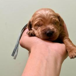 Light blue collar boy - Apricot male Goldendoodle puppy in Dupont, Washington from Willow Tree Doodles