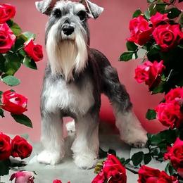 Rosie - Miniature Schnauzer