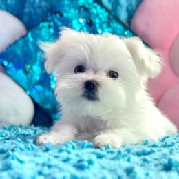 Tiny Boy - White male Maltese puppy in Arab, Alabama from Always Maltese
