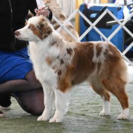 Poppy - Australian Shepherd