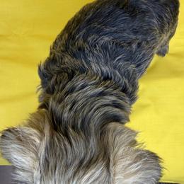CHEEKY - Liver female Miniature Schnauzer puppy in Pisgah, Alabama from Mashburns Little Munchkins