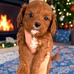 Gravy - Red male Cavapoo puppy in Salt Lake City, Utah from SunnySide Mini Doodles