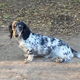Shatzi - Dachshund