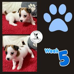 Cletus - Brown and white male Jack Russell Terrier puppy in Cleburne, Texas from Jordan's Shorty Jacks