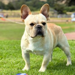 Prince - French Bulldog
