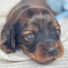 Dino - Red male Dachshund puppy in Sumrall, Mississippi from Huckleberry Tails