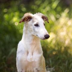 Borzoi Puppies from Rezance Borzoi