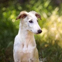 Borzoi Puppies from Rezance Borzoi