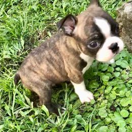 Boston Terrier Puppies from Normandy Boston Terriers