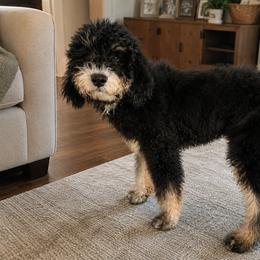 Bourbon - Black male Labradoodle puppy in Prescott Valley, Arizona from AZ Blue Sky Dogs