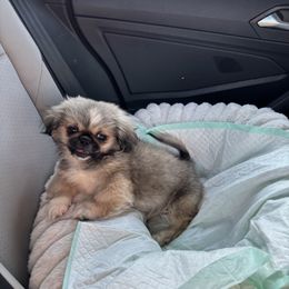 Elisa - Fawn sable female Pekingese puppy in Plano, Texas from Dogs lovers