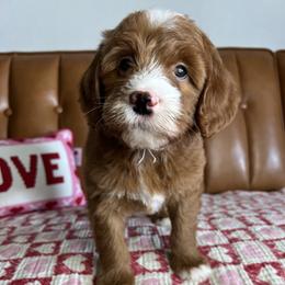Gypsy's light purple - Red  female Goldendoodle puppy in Ottawa, Ohio from Simply Beautiful Goldendoodles
