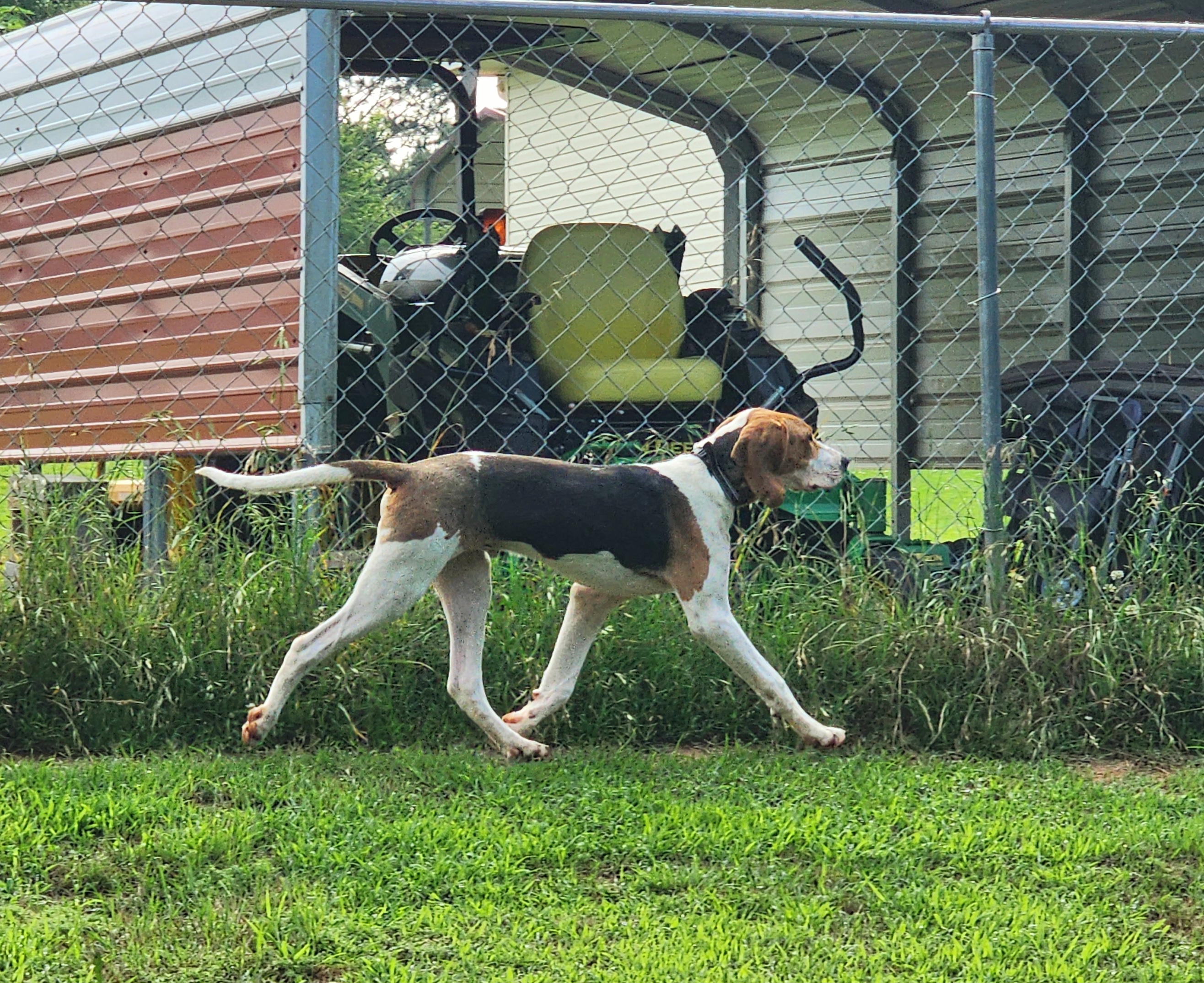 Treeing Walker Coonhounds from Broken Road Kennel