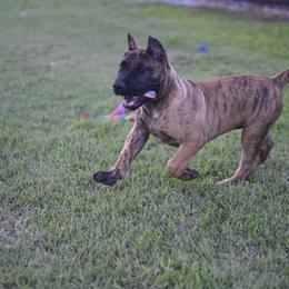 Ragnar - Tiger male Perro de Presa Canario puppy in Tickfaw, Louisiana from La Fundación K-9
