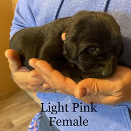 Labrador Retriever Puppies from Farmers Creek Kennels