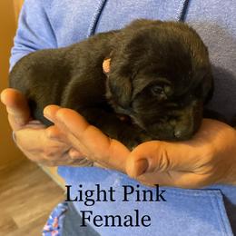 Labrador Retriever Puppies from Farmers Creek Kennels