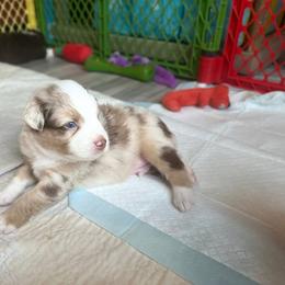Sprout - Red merle male Australian Shepherd puppy in Williston, Florida from Over The Rainbow Aussies